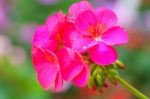 Red Geranium Flower Close Up Stock Photo