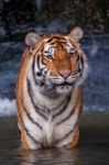 Tiger Standing In Water Stock Photo