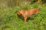 Serbian Hound Dog Stock Photo