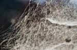 Spider Web On The Morning Stock Photo