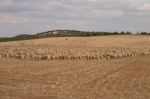 Herd Of Sheep On Nature Stock Photo