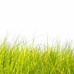 Long Grass Background Stock Photo