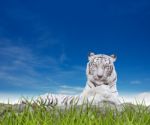 White Tiger Stock Photo