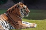 Bengal Tiger Stock Photo