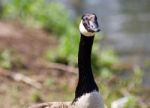 Image Of A Canada Goose Looking In The Camera Stock Photo