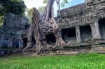 Trees Growing Out Of Ta Prohm Temple, Angkor Wat In Cambodia Stock Photo