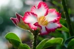  Azalea Flowers Blooming White Color Phu Echea Guard And Sun Stock Photo