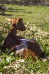 Domestic Goat Relaxing Stock Photo