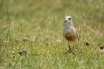 New Zealand Dotterel Stock Photo