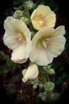 Hollyhock Alcea Flowering In Happisburgh Norfolk Stock Photo