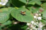 Resting Bee Stock Photo