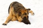 German Shepherd Stock Photo