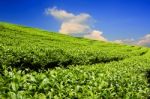 Tea Plantation With Cloud And Blue Sky Stock Photo