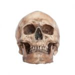 Human Skull Isolate On White Background Stock Photo