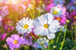 Cosmos Flowers Stock Photo