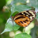 Large Tiger Butterfly (lycorea Cleobaea) Stock Photo