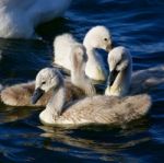 Young Mute Swans Are Swimming In The Lake Stock Photo