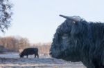 Head Of Black Bull Scottish Highlander With Cow Outside Stock Photo