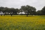 Carob Trees And Lupine Flowers Stock Photo