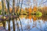 Forest In Fall With Pond Stock Photo