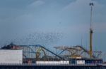 Brighton, East Sussex/uk - January 26 : Starlings Over The Pier Stock Photo