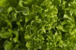 Green Lettuce Stock Photo