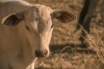 Baby Cow In The Countryside Stock Photo