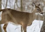 Beautiful Isolated Image With A Wild Deer In The Snowy Forest Stock Photo