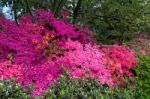 Azaleas In Full Bloom Stock Photo