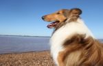 Collie Dog On The Beach Stock Photo