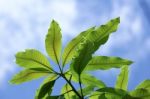 Close Up Leaf Of Mango Tree Stock Photo