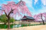 Gyeongbokgung Palace With Cherry Blossom In Spring,south Korea Stock Photo