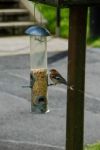 Chaffinch Feeding Stock Photo