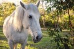 Horse In The Paddock Stock Photo