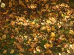 Autumn Tree Foliage Texture Stock Photo