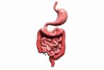 Human Digestive System  Stock Photo