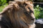 Barbary Lion (panthera Leo Leo) Stock Photo