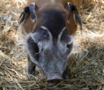 Red River Hog (potamochoerus Porcus) Stock Photo