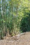 Bamboo Trees Stock Photo