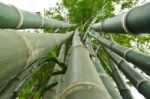 Stalks Of Bamboo In Ant View Stock Photo