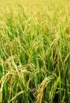 Rice Plantation Stock Photo