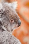 Koala By Itself In A Tree Stock Photo