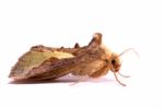 Nocturnal Moth Stock Photo