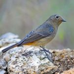 Female Blue-fronted Redstart Stock Photo