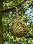 Fresh Durian On Durian Tree In Ease Of Thailand Stock Photo