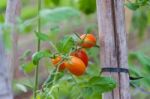 Plantation Of Tomatoes In The Organic Garden Stock Photo