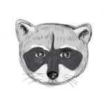 Raccoon Head Front Drawing Stock Photo