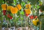 Sweet Pepper, Bell Pepper Or Capcicum Plant Display In Food Fest Stock Photo