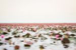 Pink Lotus Flowers In The Lake Panning On Boat Stock Photo