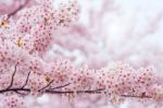 Cherry Blossom With Soft Focus, Sakura Season In Korea,background Stock Photo